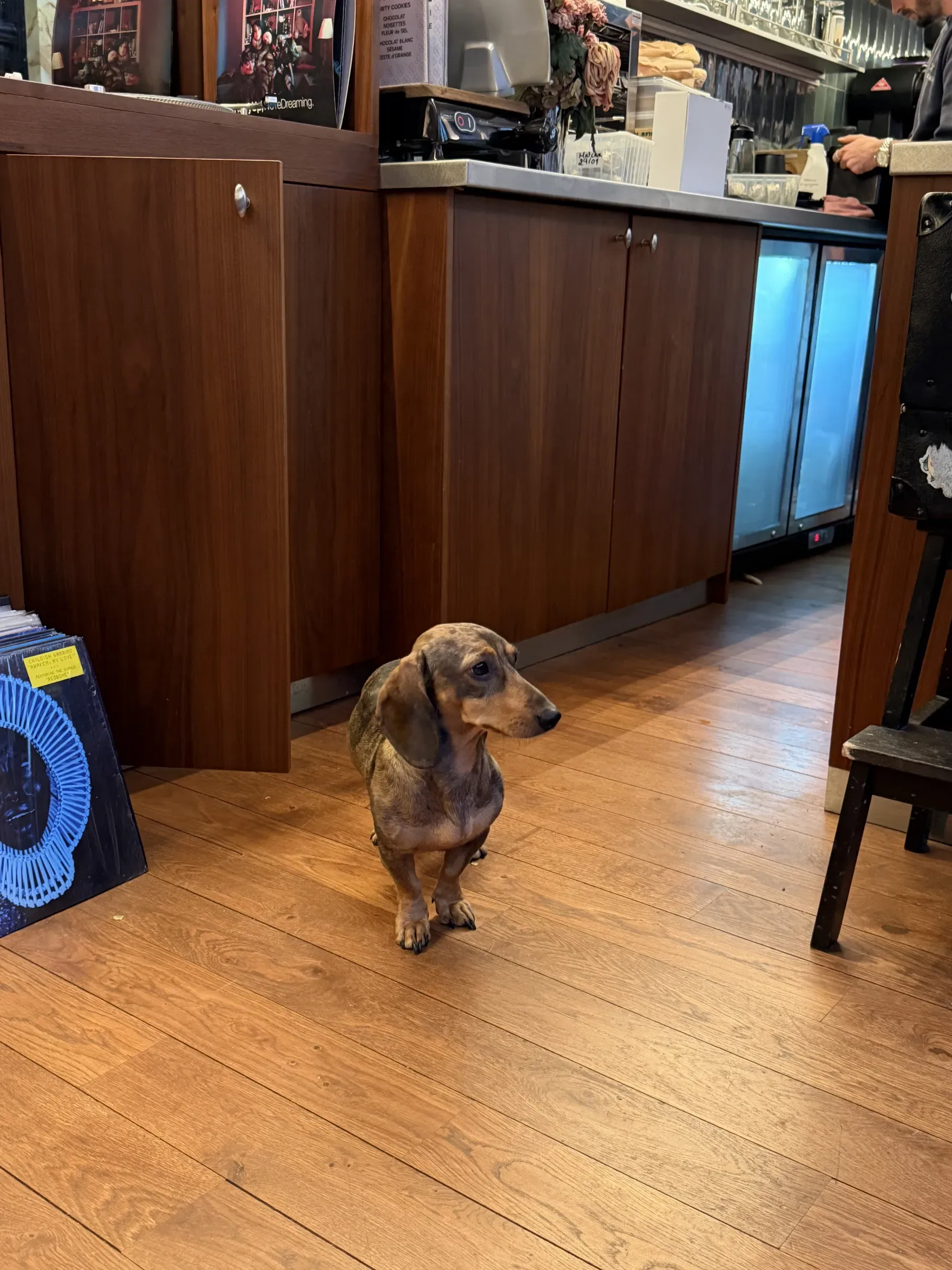 A dachshund standing by the counter at Sound and Coffee, Paris