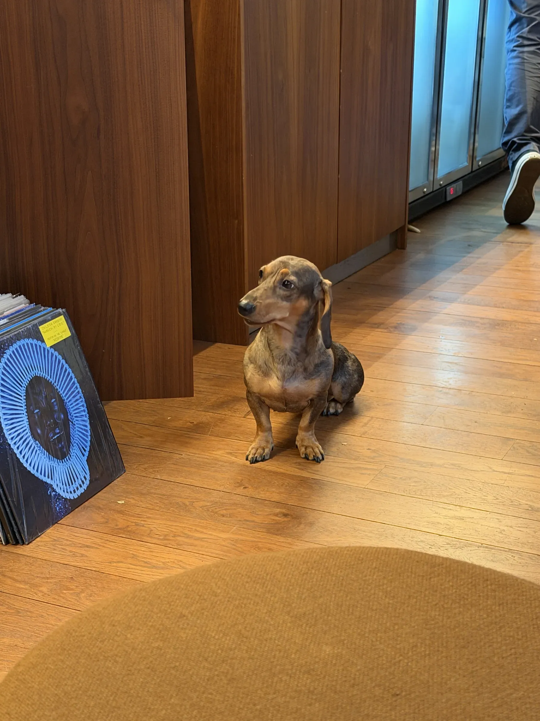 A dachshund sitting on the wooden floor at Sound and Coffee, Paris